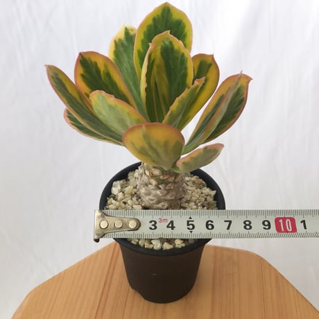 ユーフォルビア ポイゾニー錦  Euphorbia poissonii 多肉植物 珍奇植物 静岡 ANTIDOTE 通販 S632