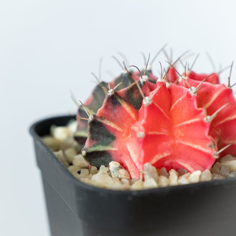 ギムノカリキウム ミハノビッチ 実生【発根管理中】緋牡丹錦