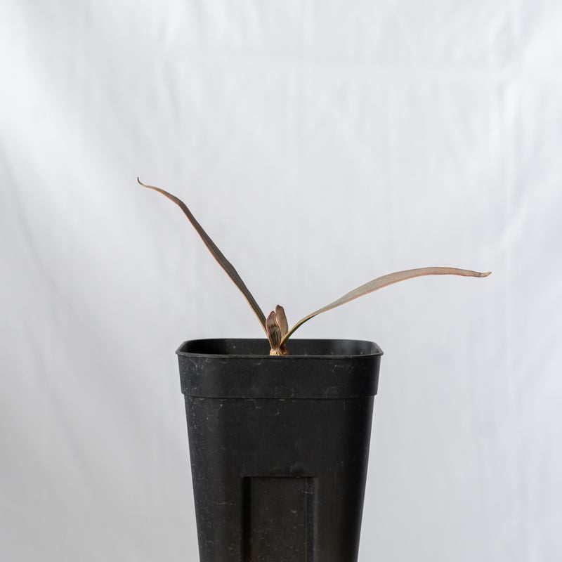 ウェルウィッチア 奇想天外 Welwitschia mirabilis サバクオモト