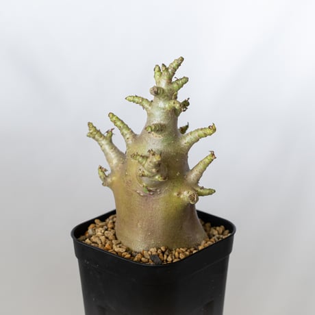 アデニウム アラビカム ブラックスキン Adenium Arabicum Black Skin 塊根植物 コーデックス 珍奇植物 多肉植物 静岡 ANTIDOTE 通販 S1354