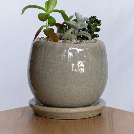 多肉植物 寄せ植え 鉢セット インテリア 多肉植物 観葉植物 珍奇植物 静岡 ANTIDOTE 通販 S1279