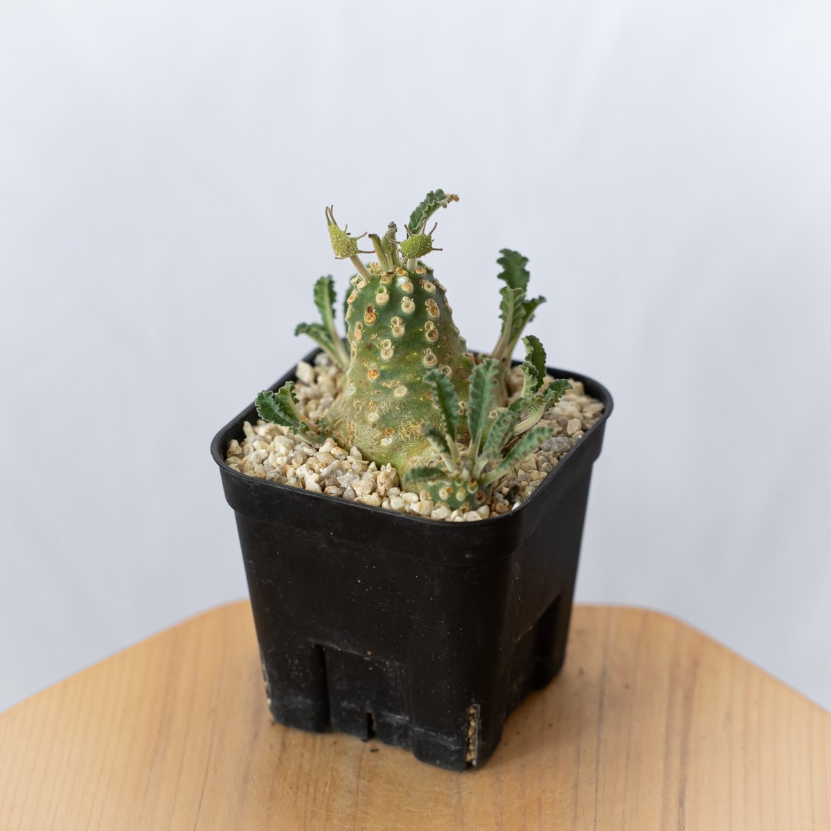 パイナップル様 専用 ドルステニア ラブラニー(メス株)鉢植え パイナップル様 専用 ドルステニア ラブラニー(メス株)鉢植え