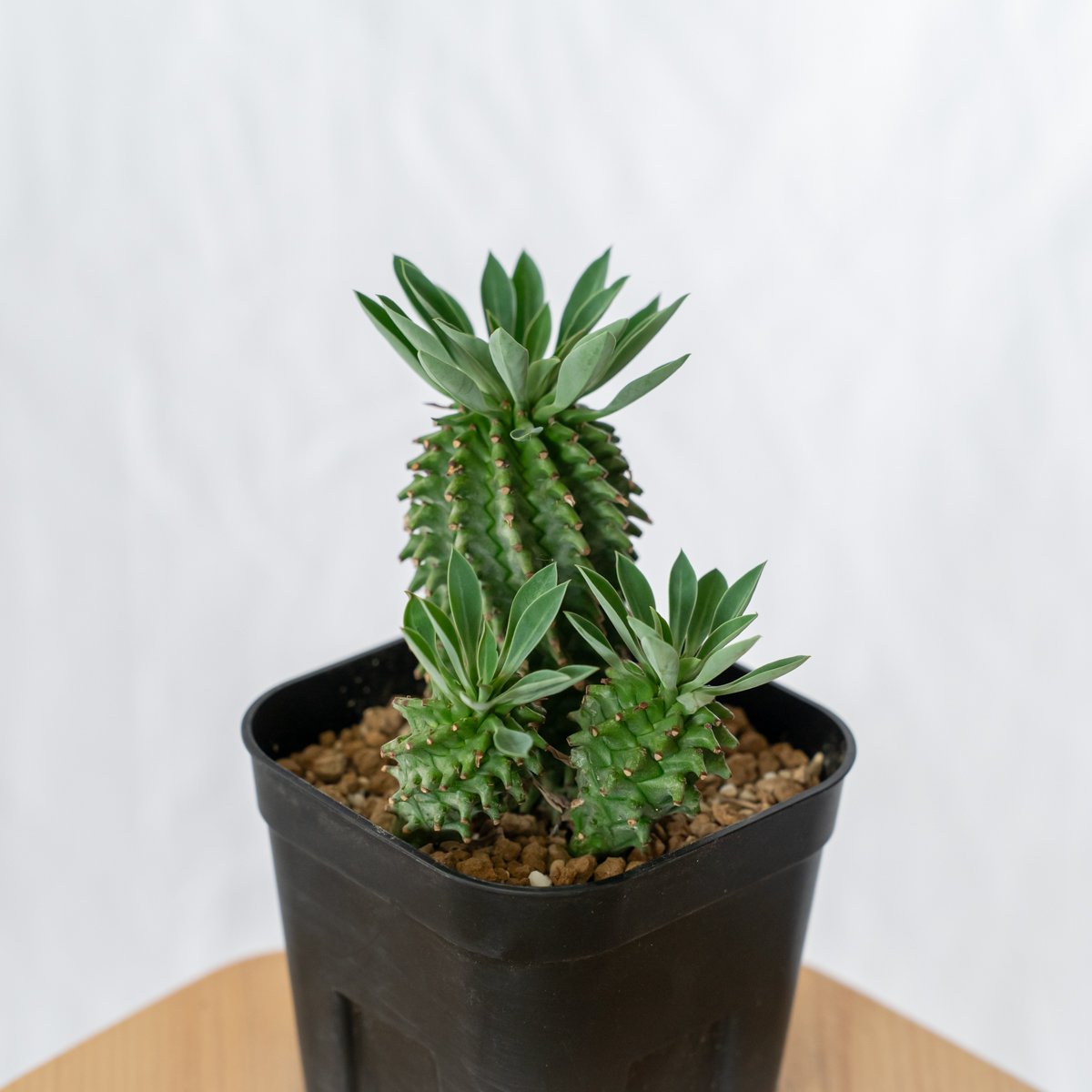 ユーフォルビア アズミノテッコウマル 安曇野鉄甲 実生 Euphorbia