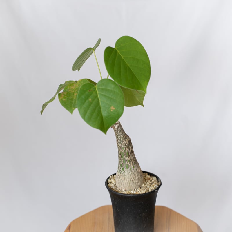 大型 ボンバックス Pseudobombax ellipticum プセウドボンバックス エリプティクム pseudobombax ellipticum 塊根