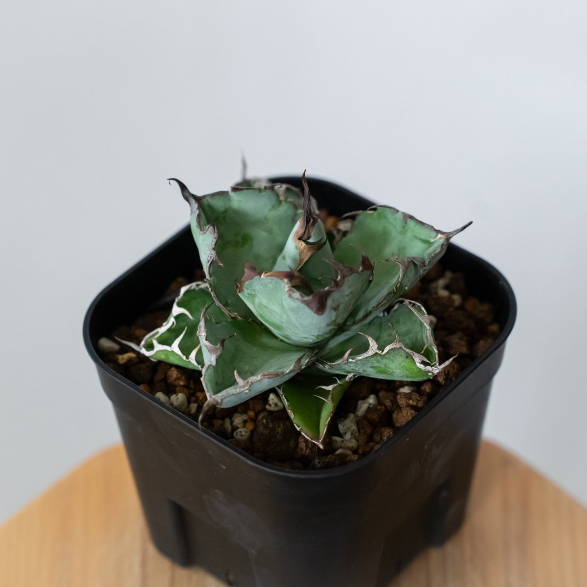 o*f様 チタノタ ４点セット アガベ チタノタ ブラックアンドブルー BB OC株【発根管理中】Agave