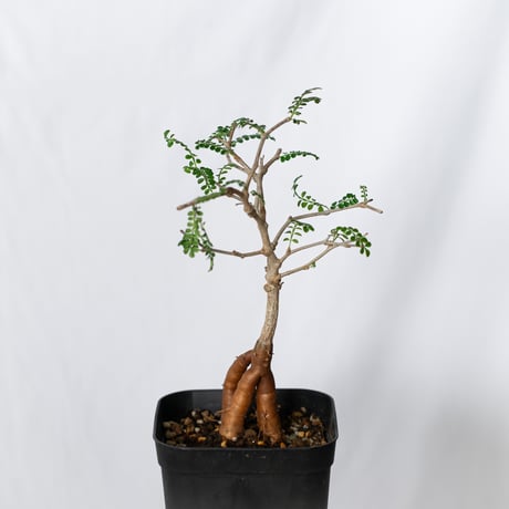 STORES 塊根植物の検索結果