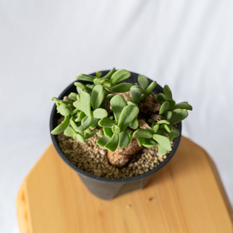 ケラリア ピグマエア Ceraria pygmaea 多肉植物 珍奇植物 静岡 ANTIDOT