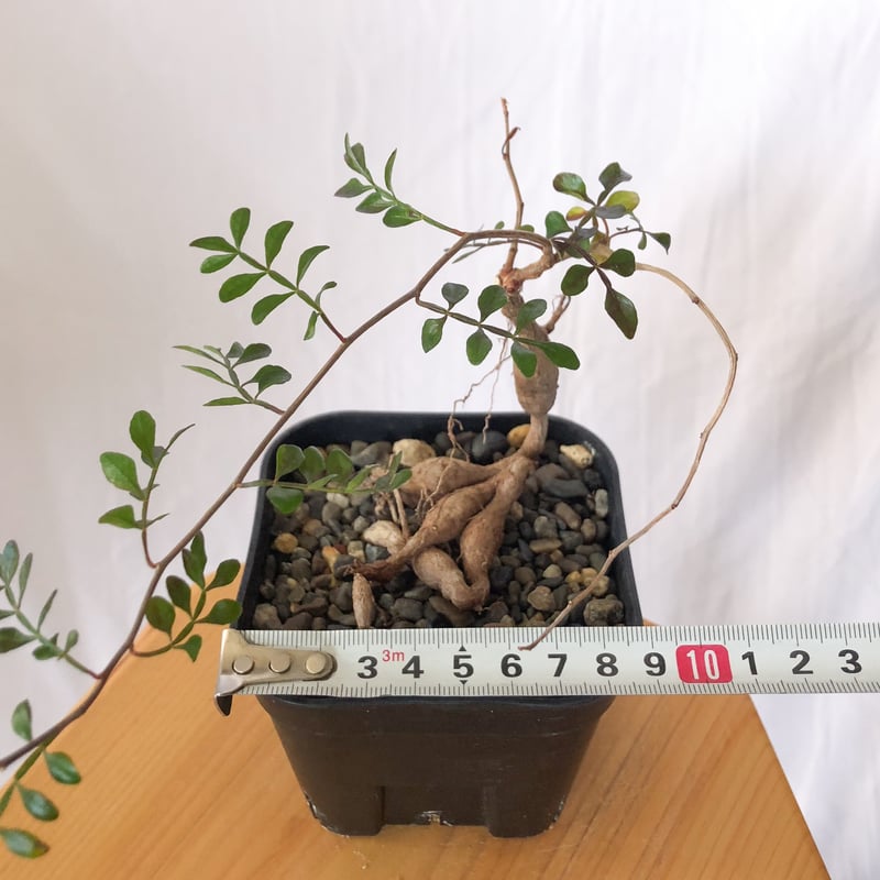 オペルクリカリア パキプス Operculicarya pachypus 実生 塊根植物 多肉