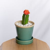 ギムノカリキウム ヒボタン 緋牡丹 鉢セット サボテン 多肉植物 観葉植物 インテリアグリーン 静岡 ANTIDOTE 通販 S1294