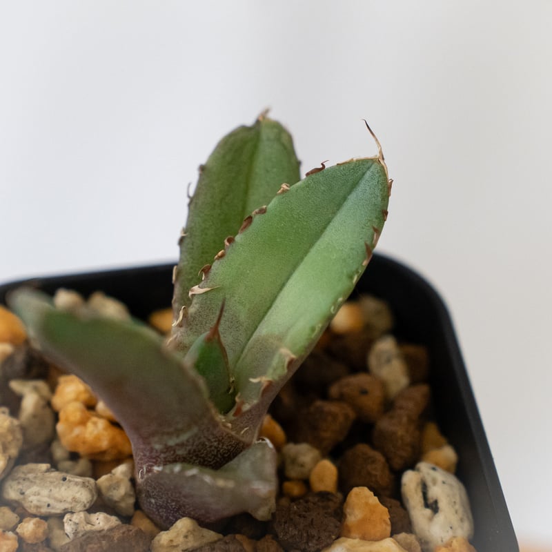 【発根済み】アガベチタノタ　イーグルクラウン Yahoo!オークション - クラウンイーグル 冠鷲 子株 アガベ チタノタ /