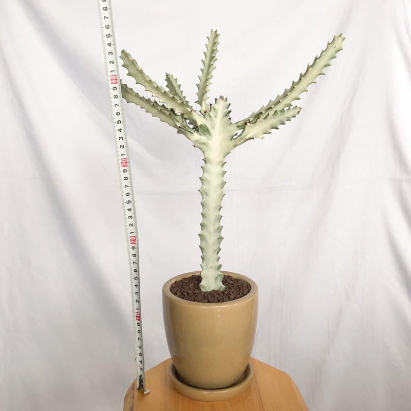 ユーフォルビア ホワイトゴースト 鉢セット Euphorbia lactea White Gh