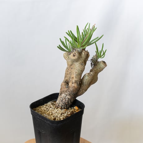 チレコドン ルブロベノーサス Tylecodon rubrovenosus コーデックス 塊根植物 珍奇植物 静岡 ANTIDOTE 通販 S836