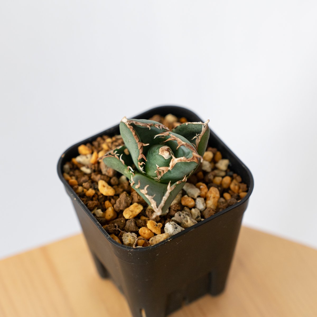 アガベ チタノタ 南アフリカダイヤモンド TC株 Agave titanota South A