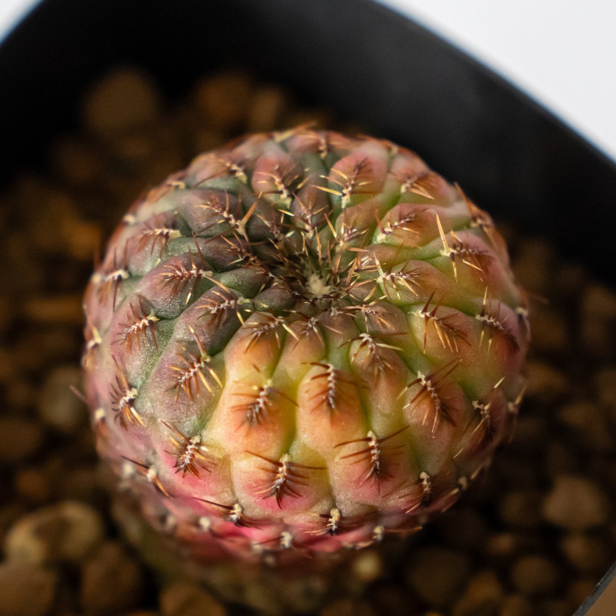 スルコレブチア ラウシー錦 カキ仔 Sulcorebutia rauschii
