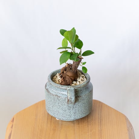 ガジュマル 鉢セット Ficus microcarpa キジムナー 新居祝い 多肉植物 観葉植物 インテリアグリーン 静岡 ANTIDOTE 通販 S1400