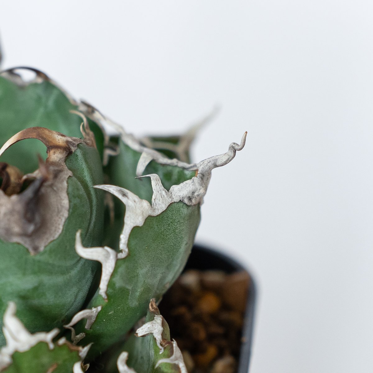 アガベ チタノタ 白鯨 美株 OC株【発根管理中】Agave titanota White W