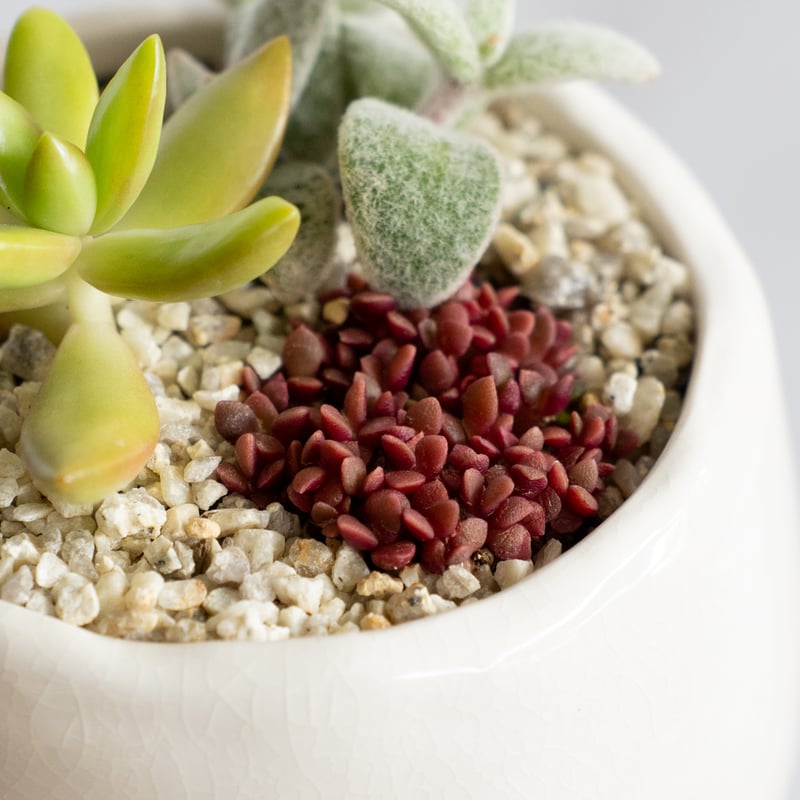 多肉植物 寄せ植え 鉢セット インテリア 多肉植物 観葉植物 珍奇植物