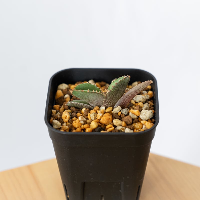 アガベ チタノタ 鰐亀 ワニガメ【発根管理中】TC株 Agave
