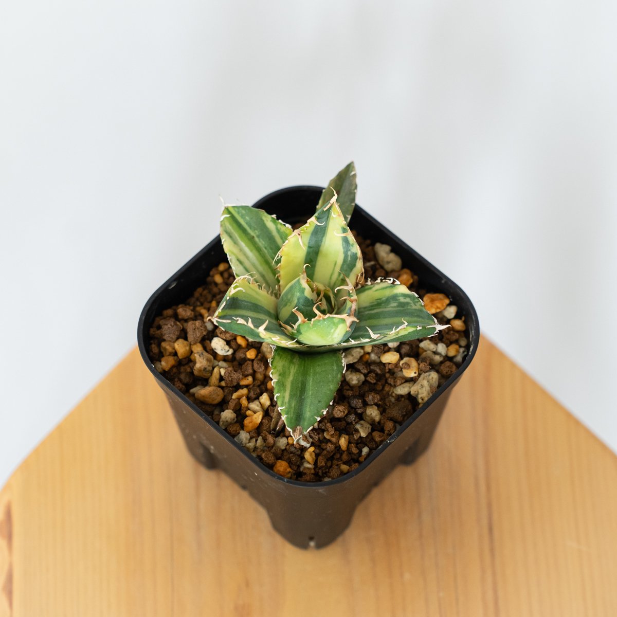 アガベ チタノタ 白鯨 縞斑 【発根管理中】TC株 Agave titanota White