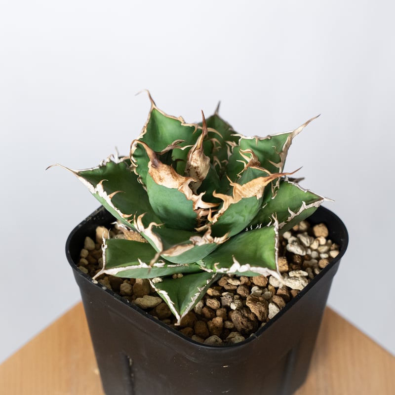 アガベ チタノタ 緑幽霊【発根管理中】TC株 Agave titanota 多肉植物