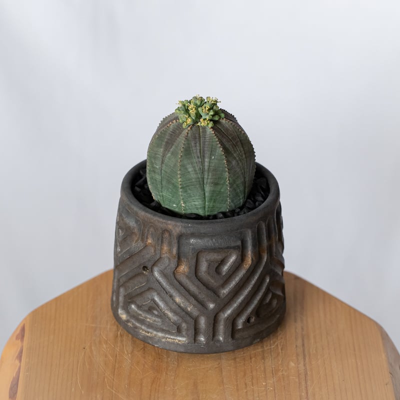 ユーフォルビア オベサ 鉢セット オス株 雄株 美株 Euphorbia obesa