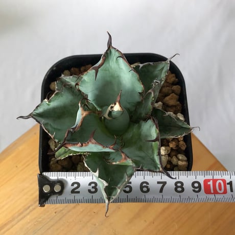 アガベ チタノタ ブラックアンドブルー BB  OC株【発根管理中】Agave titanota Black & Blue 多肉植物 珍奇植物 静岡 ANTIDOTE 通販 S1310