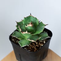アガベ チタノタ 白犀牛【発根管理中】TC株 シロサイ Agave titanota White Rhino 多肉植物 珍奇植物 静岡 通販 ANTIDOTE S1447
