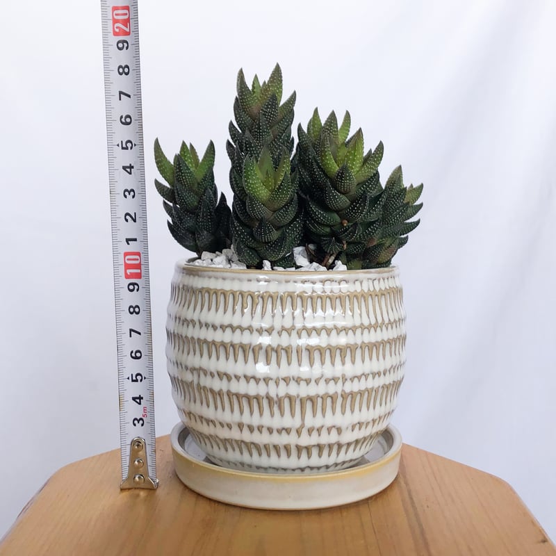 ハオルチア カルウィニー 鉢セット Haworthia chalwinii 多肉植物 観葉