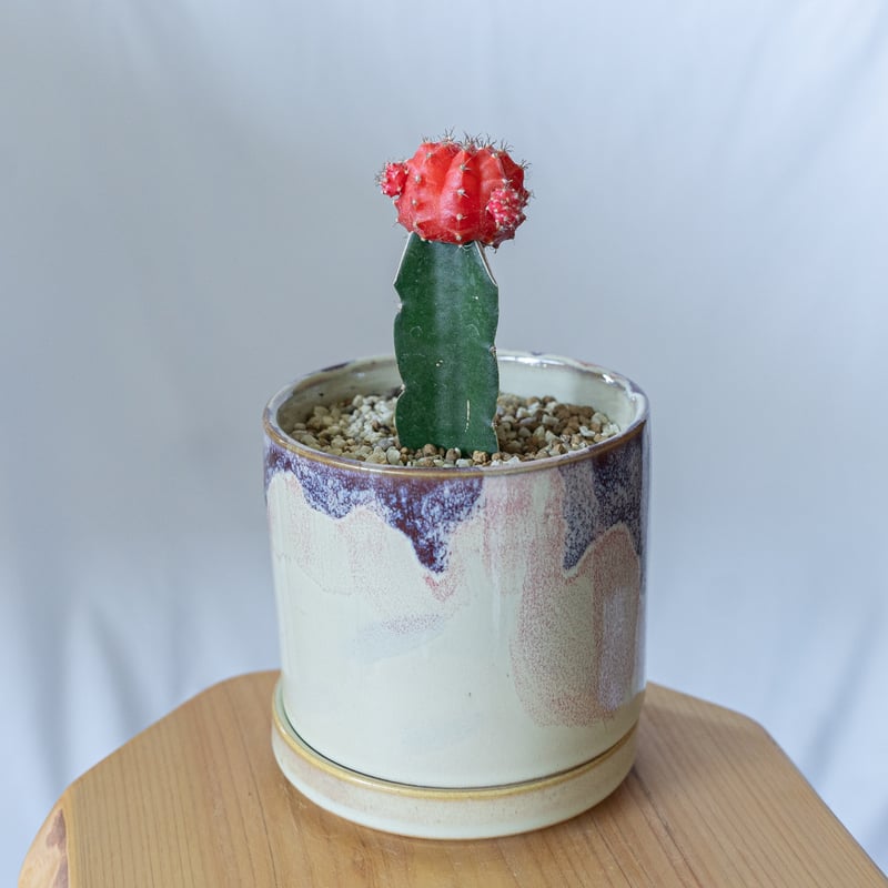 ギムノカリキウム ヒボタン 緋牡丹 鉢セット サボテン 多肉植物 静岡