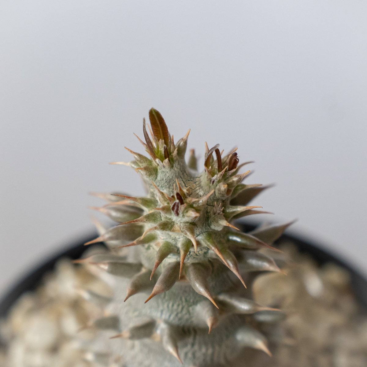 パキポディウム デンシフローラム 実生 シバ女王の玉櫛 Pachypodium