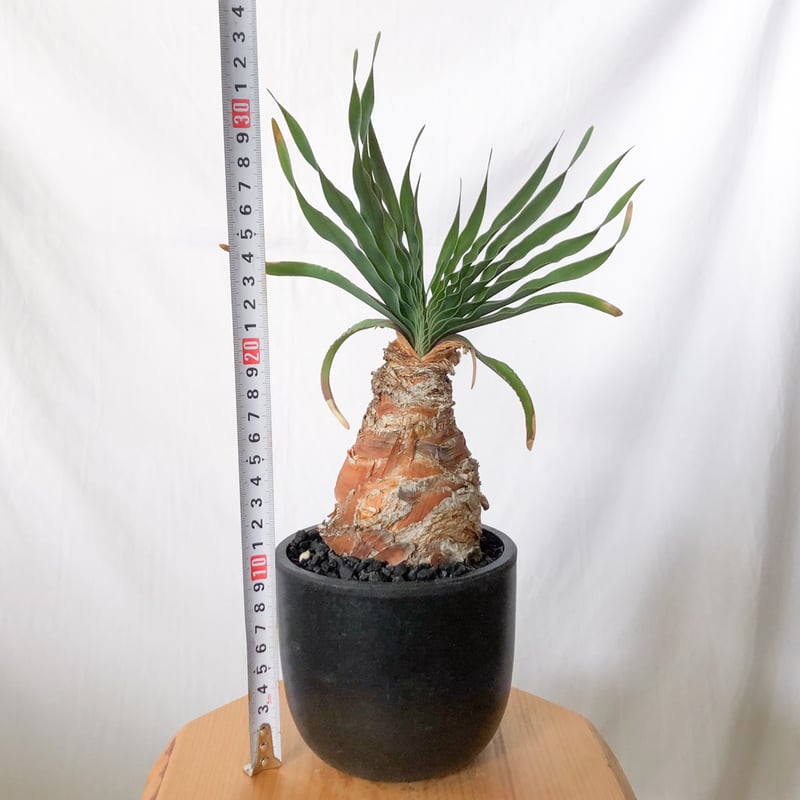 ブーファン ディスティチャ 実生 Boophane disticha 多肉植物 珍奇植物