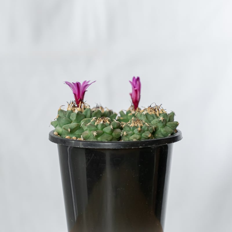 ツルビニカルプス アロンソイ 実生 寄せ植え Turbinicarpus