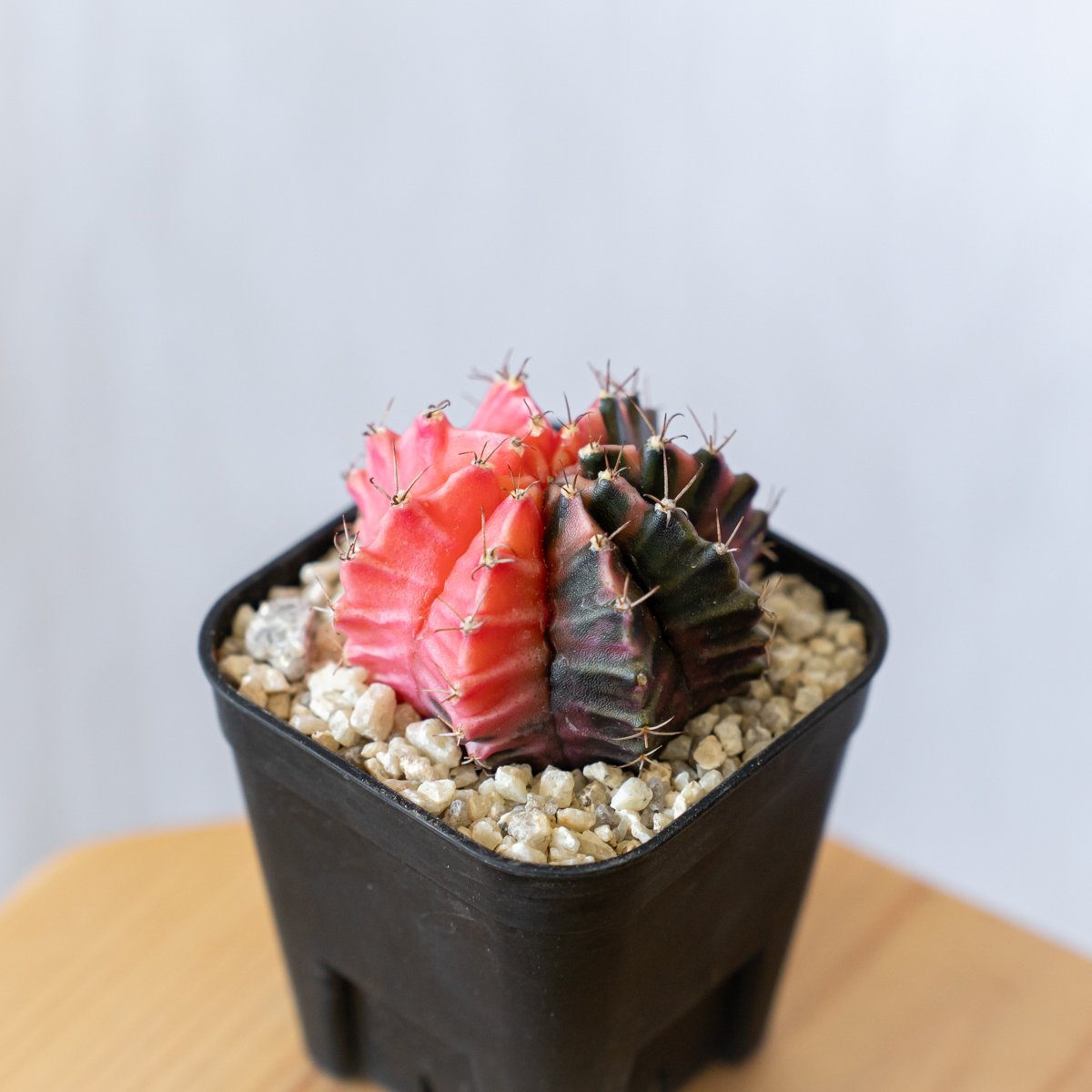 多肉植物　ギムノカリキウム　ミハノビッチ錦　発根済み ギムノカリキウム ミハノビッチ 実生【発根管理中】緋牡丹錦