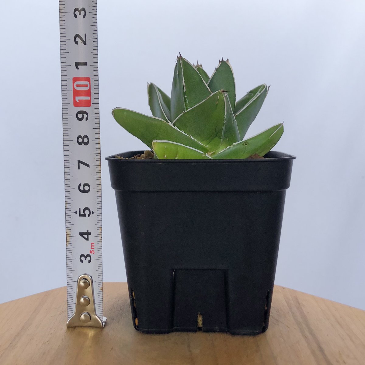 アガベ 笹の雪 桃太郎【発根管理中】 OC株 Agave victoriae-reginae 