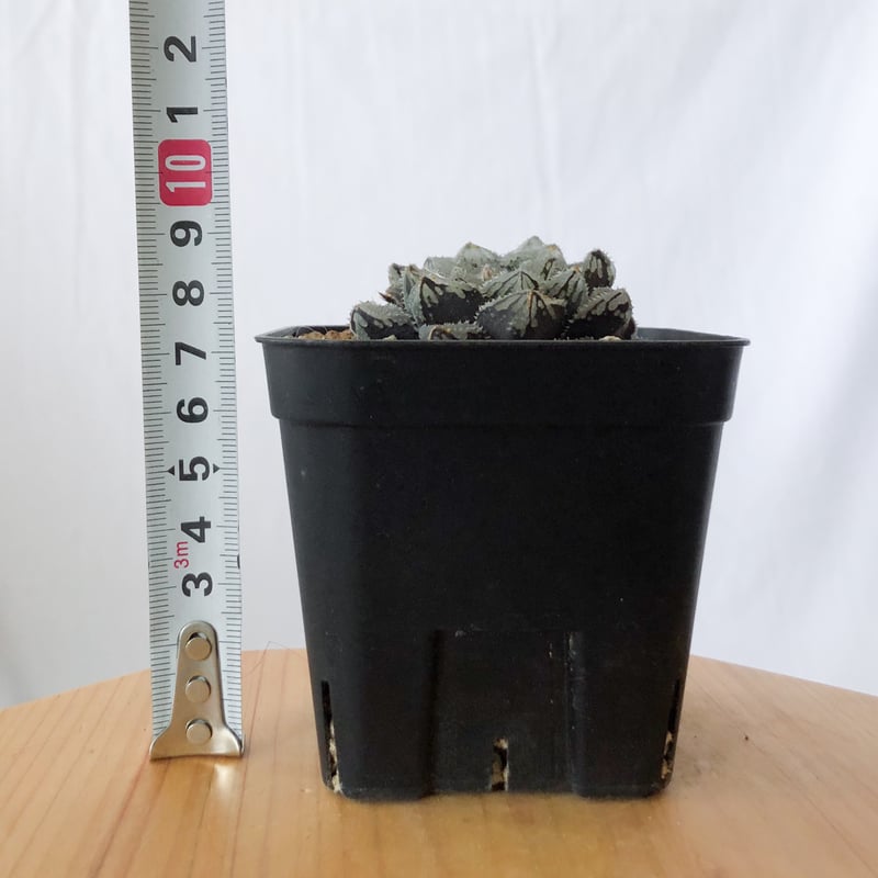 ハオルチア 魔剣 Haworthia maken 多肉植物 珍奇植物 静岡 ANTIDOTE