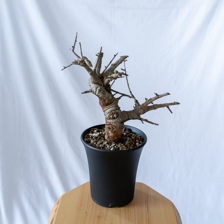 ボスウェリア ネグレクタ Boswellia neglecta 多肉植物 珍奇植物 静岡 ANTIDOTE 通販 S95