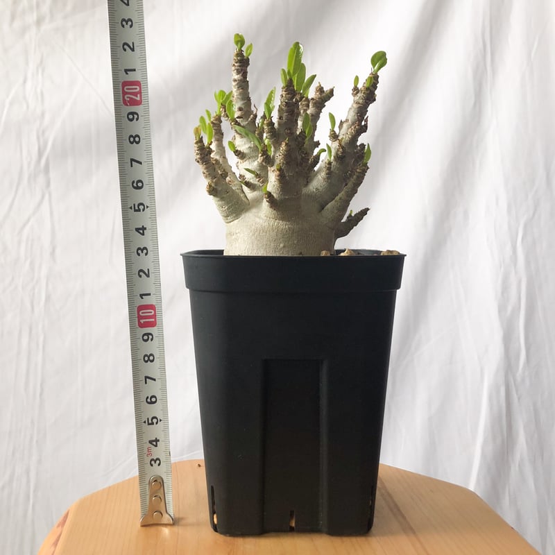 アデニウム アラビカム ブラックスキン【発根管理中】Adenium Arabicum
