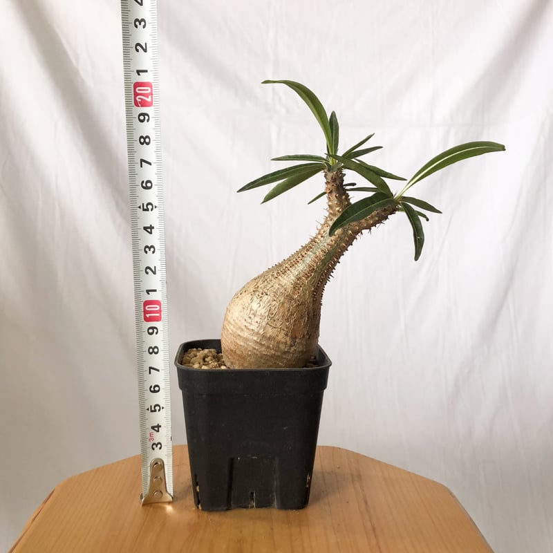 パキポディウム グラキリス pachypodhium Gracilius 塊根植物
