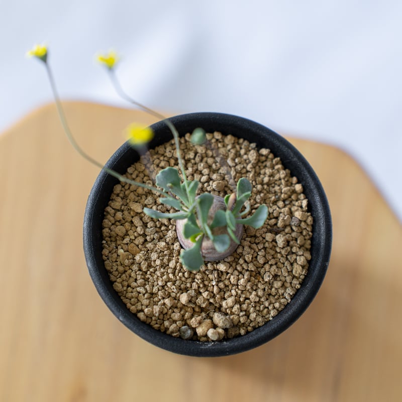 オトンナ カカリオイデス Othonna cacalioides 塊根植物 コーデックス