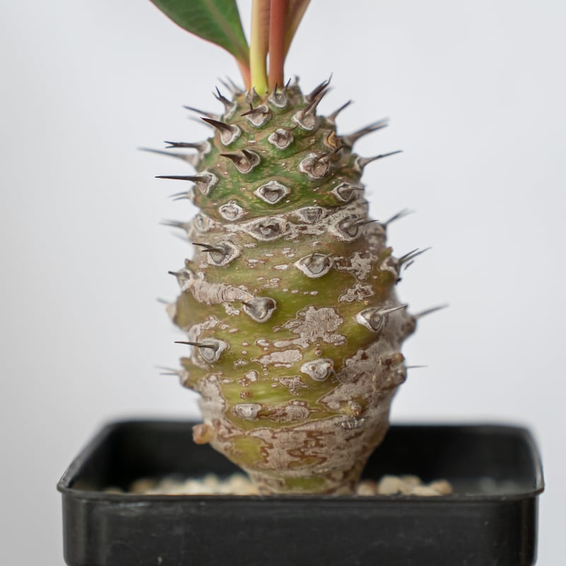 ユーフォルビア パキポディオイデス 美株 Euphorbia pachypodioides 多