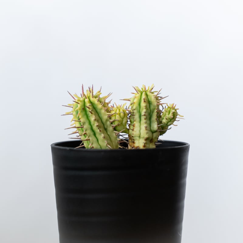 ユーフォルビア 紅彩閣錦 エノプラ 斑入り Euphorbia enopla 塊根植物