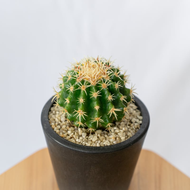 エキノカクタス 短刺金鯱 美株 実生 Golden ball cactus サボテン 多肉