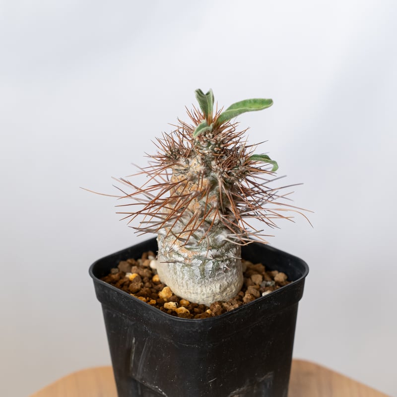 パキポディウム ナマクアナム 光堂 実生 実生 Pachypodium namaquanum