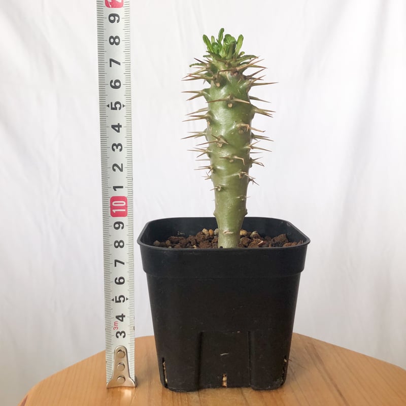 パキポディウム アンボンゲンセ 実生 Pachypodium ambongense. 塊根植物