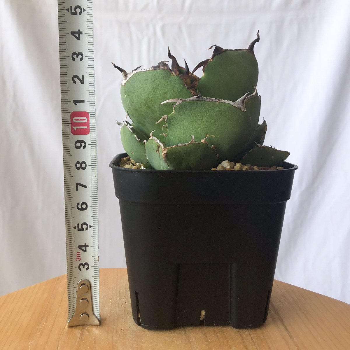 アガベ チタノタ 純血ジャガーノート OC株 Agave titanota Juggernau