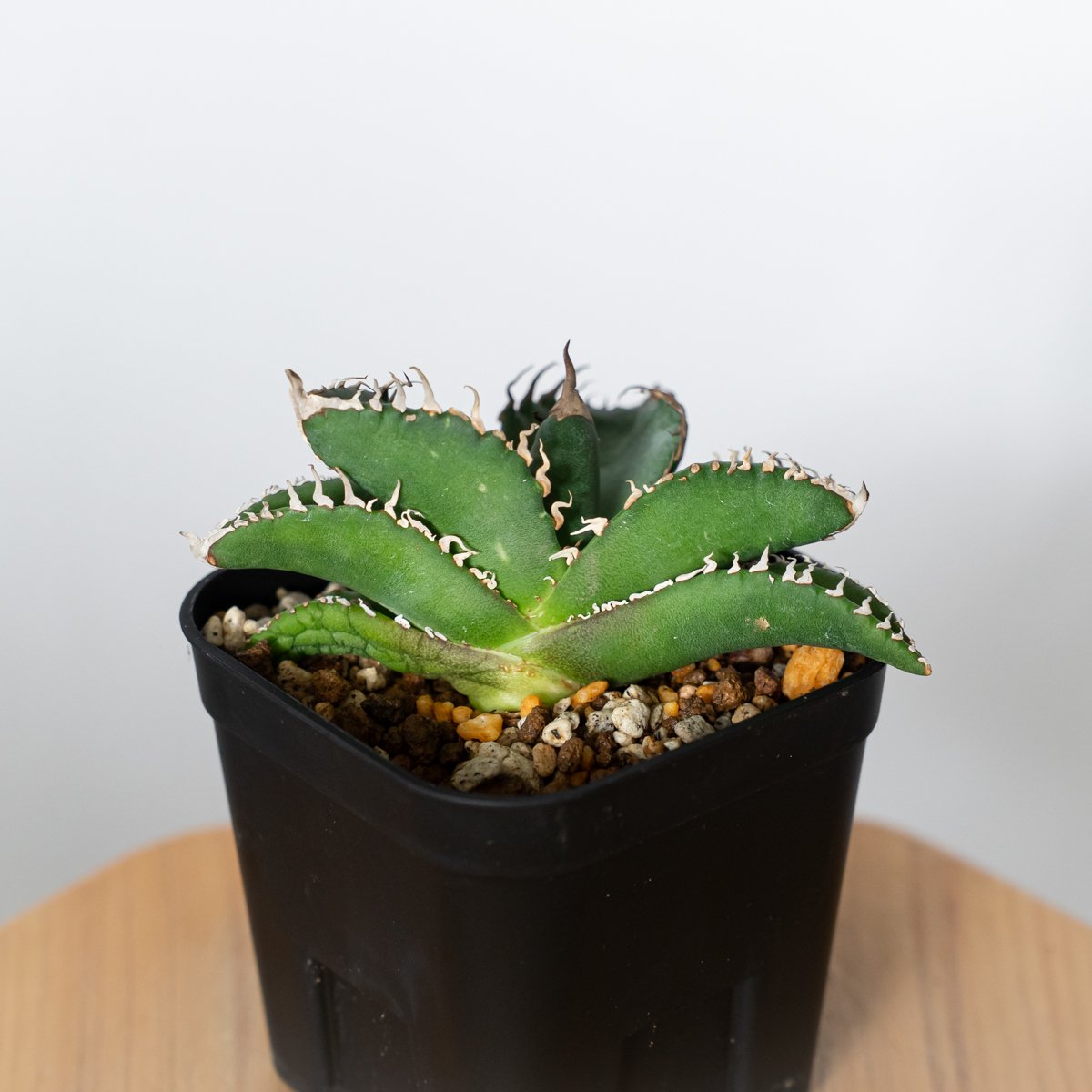 アガベ チタノタ 悪魔くん TC株 Agave titanota Bakemono 多肉植物