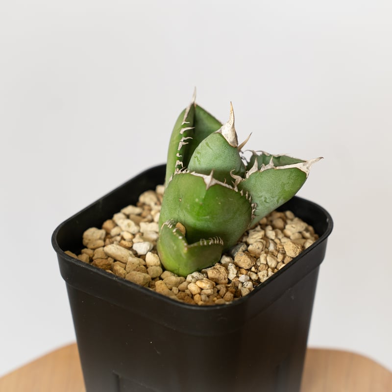 T*S様 アガベ チタノタ ホオジロサメ 大白鯊 優良血統取り立て美株