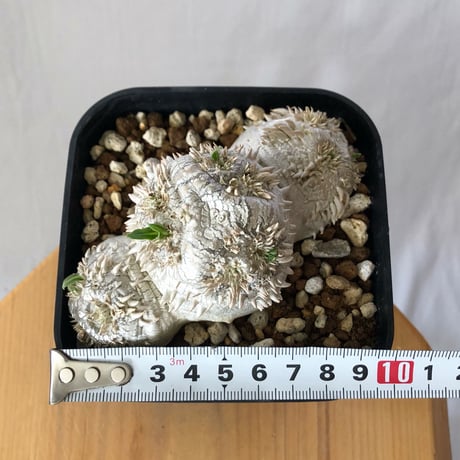 パキポディウム ブレビカウレ 恵比寿笑い 実生 Pachypodium brevicaule 塊根植物 コーデックス 多肉植物 珍奇植物 静岡 ANTIDOTE 通販 S1350