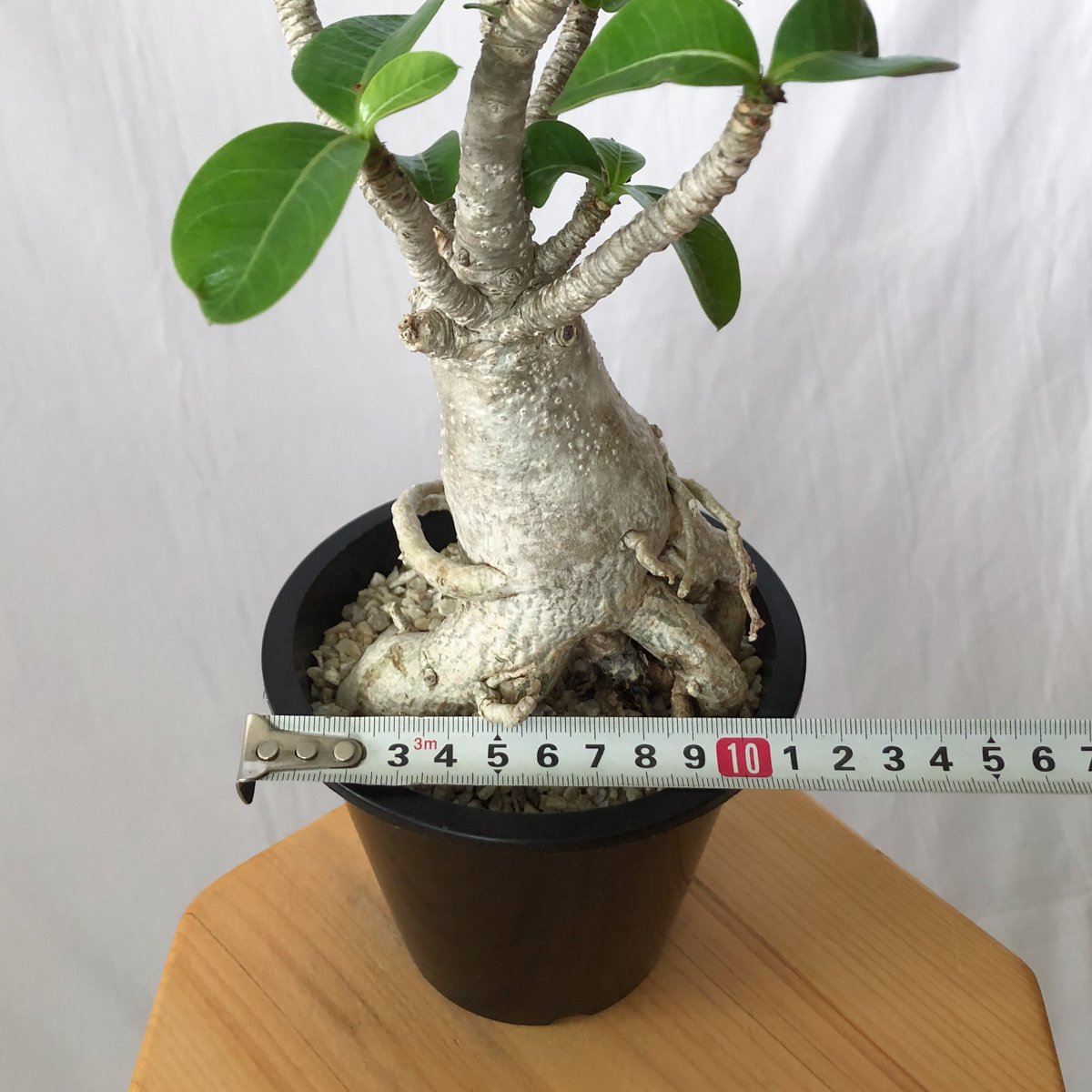 アデニウム アラビカム バオバブフォーム 実生 Adenium Arabicum baobab