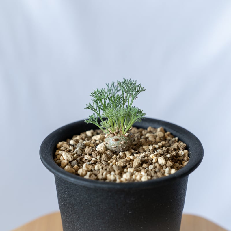 モンソニア ペニクリナム Monsonia peniculinum サルコカウロン